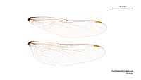 Austroaeschna speciosa female wings (35053302045)
