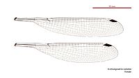 Austroargiolestes isabellae female wings (34788010386)