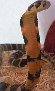 Baby king cobra front view
