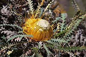 Banksia stuposa-4.JPG