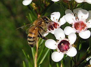 Bee nectar GeraldtonWax