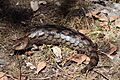 Blotched Blue Tongue (Tiliqua nigrolutea) (8485228336)