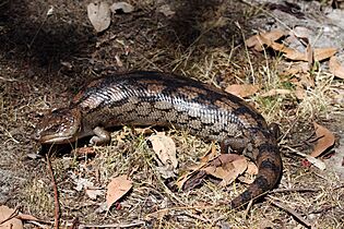 Blotched Blue Tongue (Tiliqua nigrolutea) (8485228336)