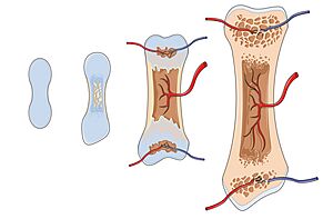 Bone growth -- Smart-Servier (cropped)