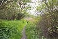Bull Meadow 2