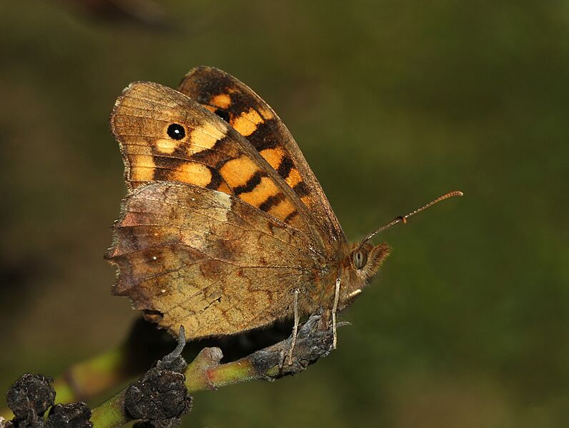 Butterfly April 2008-2a