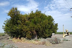 Buttonwillow tree in Buttonwillow, California