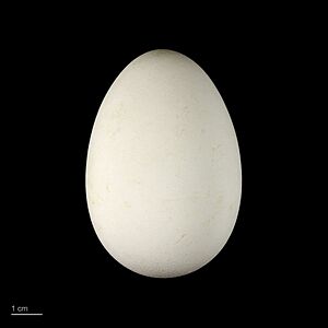 Calonectris diomedea MHNT.ZOO.2010.11.41.6