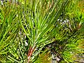 Calothamnus montanus (young foliage)