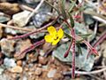 Camissonia benitensis