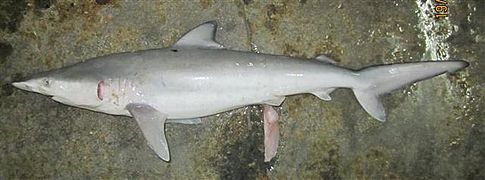 Carcharhinus brachyurus phuket