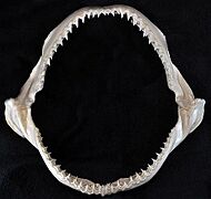 Carcharhinus signatus jaws