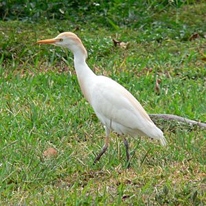Cattle Egret (Bubulcus ibis) -Florida Keys2