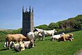 Cattle and Church - geograph.org.uk - 1907364