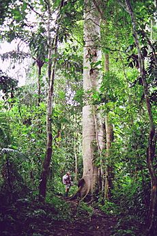 Ceiba tree in the Darien Jungle