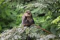 Cercopithecus campbelli 213811519