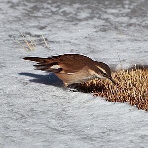 Cinclodes atacamensis White-winged Cinclodes.JPG