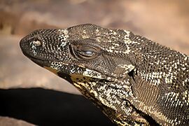 Close up of Lace monitor in Healesville Sanctuary, Victoria, Australia