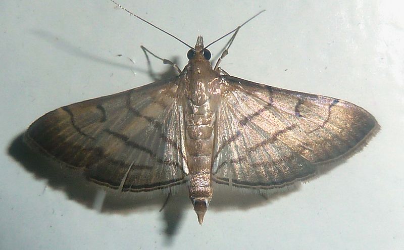 Cnaphalocrocis trapezalis, Pretoria, a