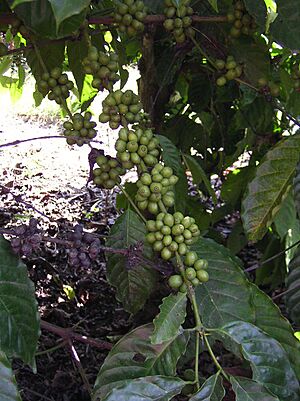 Coffee beans