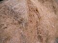 Coir fibery