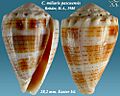 Conus miliaris pascuensis 2