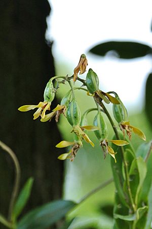 Dendrobium mirbelianum.jpg