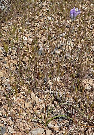 Dichelostemma capitatum 4