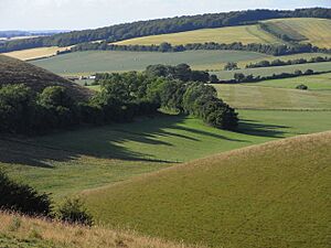 Downland above Coombe, East Meon - geograph.org.uk - 1593165