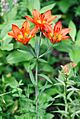 DwWesternwoodlily1