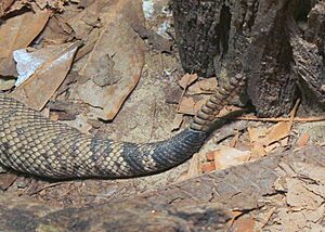 Eastern Diamondback Rattle