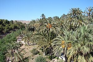 Elche3