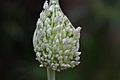 Elephant Garlic (Allium ampeloprasum) 2