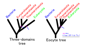 Eocyte hypothesis