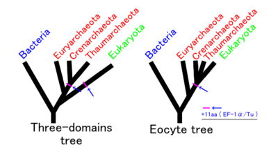 Eocyte hypothesis