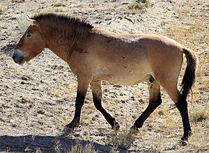 Equus przewalskii Shinjang