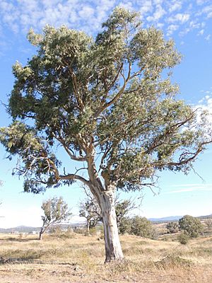 Eucalyptus blakelyi habit.jpg