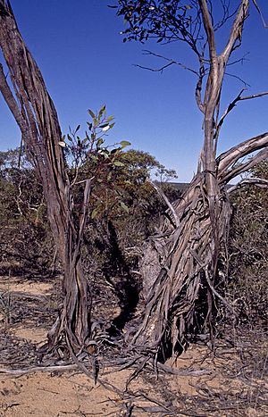 Eucalyptus ceratocorys bark