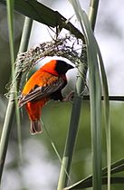 Euplectes orix -Pretoria, South Africa -male weaving nest-8 (1)