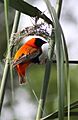 Euplectes orix -Pretoria, South Africa -male weaving nest-8 (1)