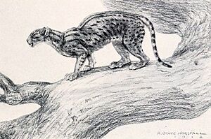 ExtmDinictis1921-029-11