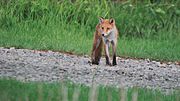 Ezo red fox; July 2020 (04).jpg