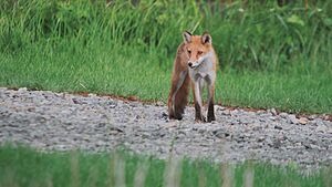 Ezo red fox; July 2020 (04)