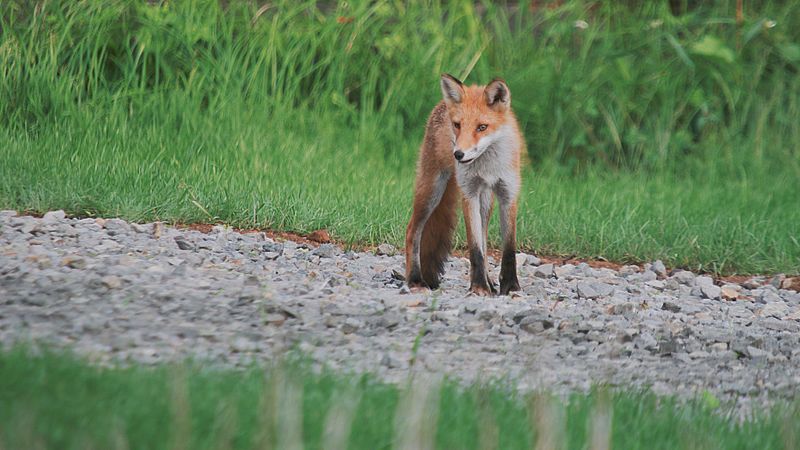 Ezo red fox; July 2020 (04)