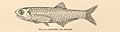 FMIB 40005 Anchovia mitchilli- Adult fish 7 cm in length.jpeg