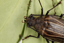 Female Prionoplus reticularis (huhu beetle)