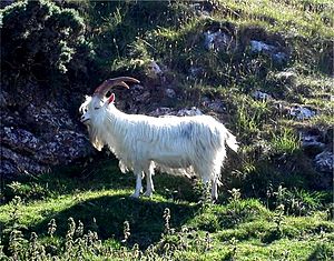 Feral Kashmiri goat grazing rough vegetation on the Great Orme, Llandudno - geograph.org.uk - 352800