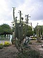 Flowering San Pedro cactus