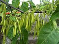 Fraxinus pensylvanica a1