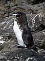 Galapagos penguin (Spheniscus mendiculus)